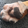 Futterberatung Sandra Paruzel is hiring for remote Job als Futterberater für Hunde und Katzen - werden Sie ihr eigener Chef